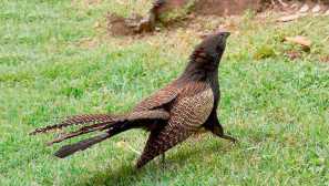 Phoasanya shorthbie cuckoo